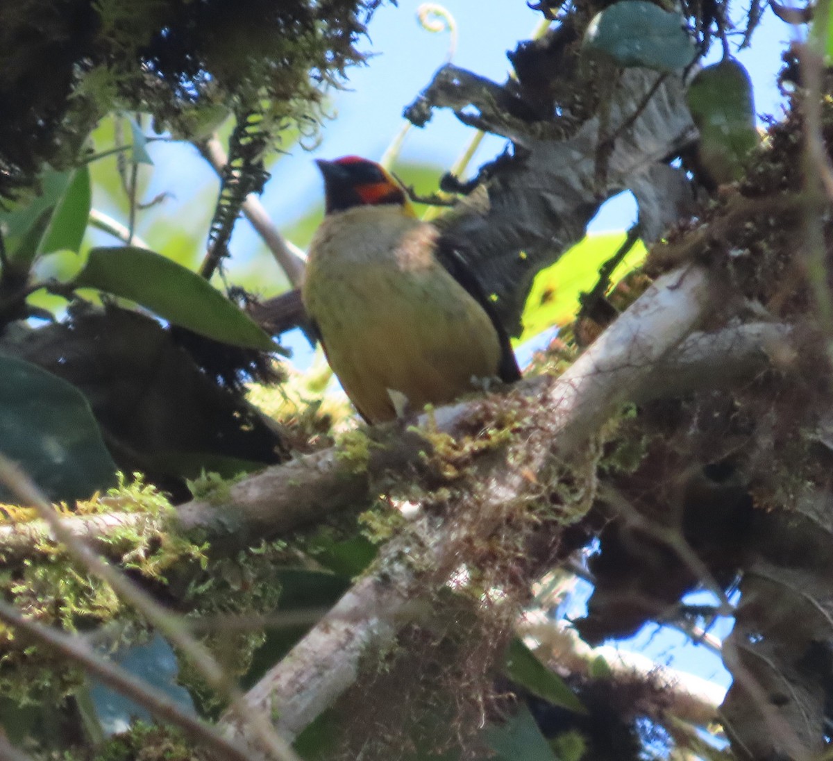 Flame-faced Tanager - ML646020003