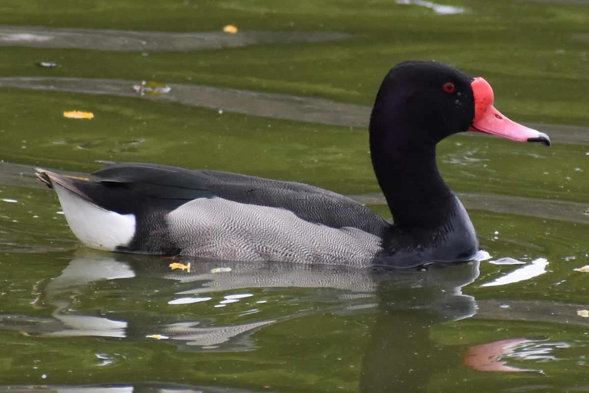 Rosy-billed Pochard - ML646020004