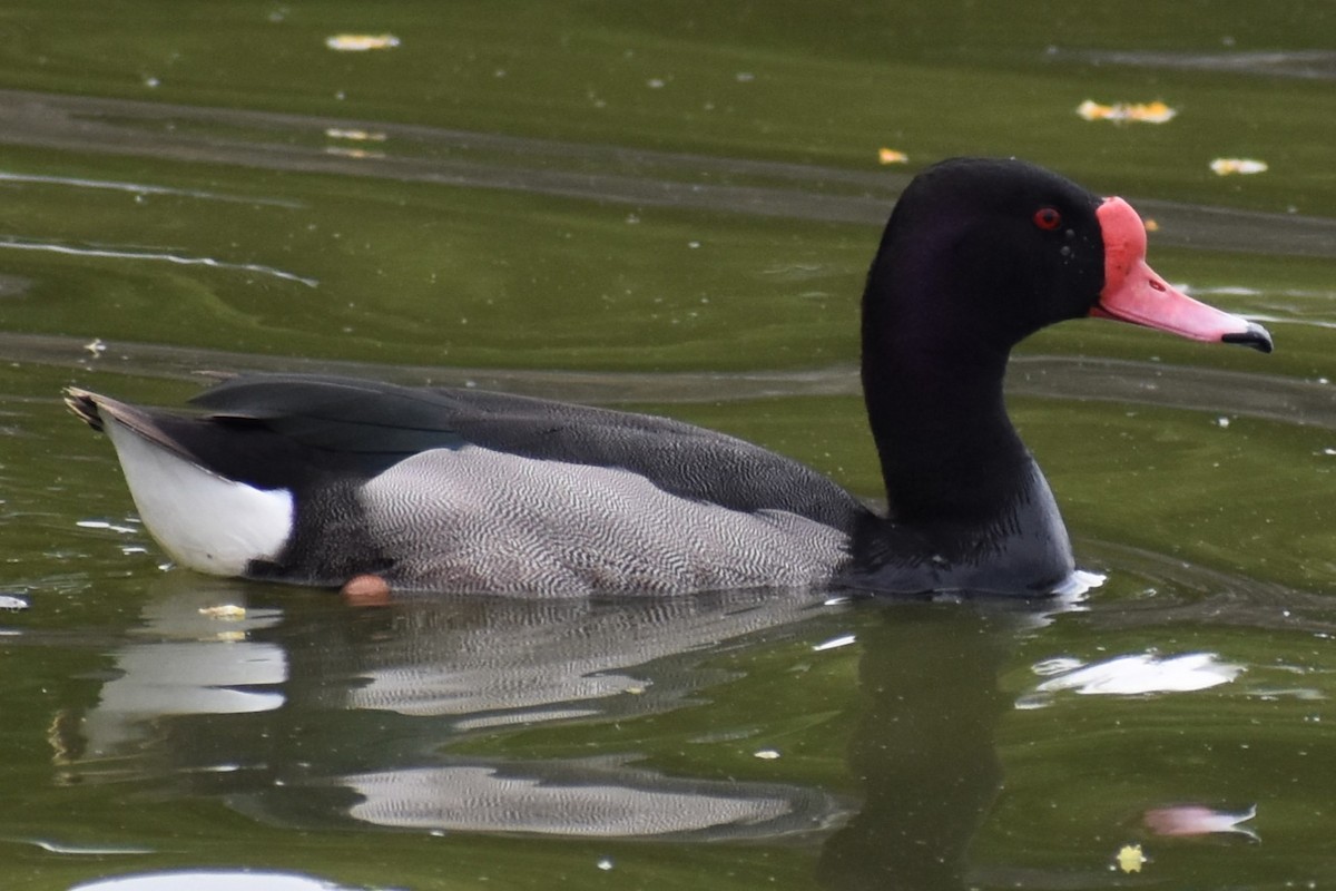 Rosy-billed Pochard - ML646020005