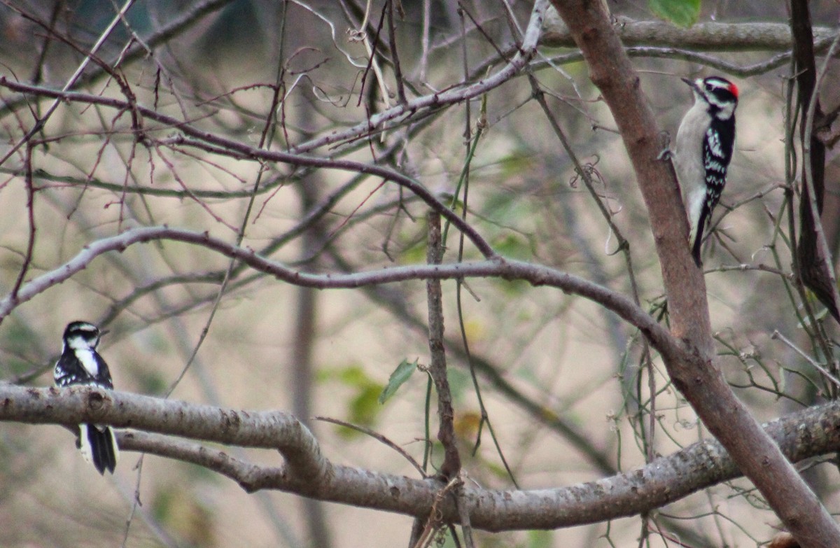Downy Woodpecker - ML646020006