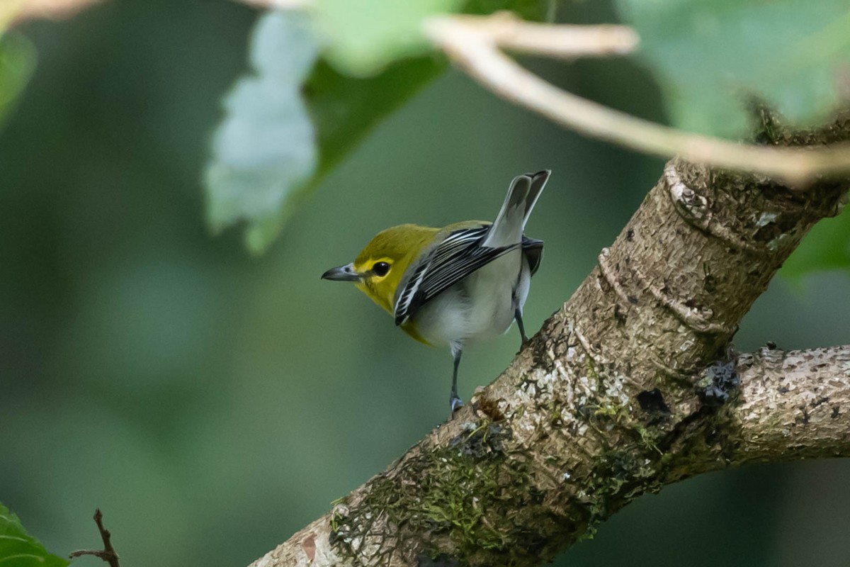 ויראו צהוב-גרון - ML646020007