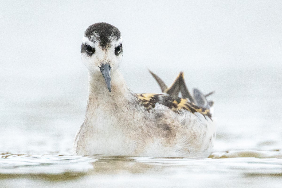 שחיינית צרת-מקור - ML646020009