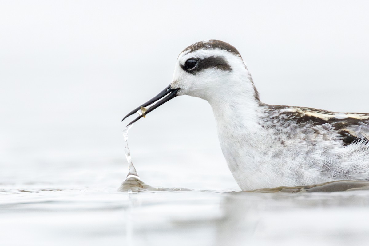 שחיינית צרת-מקור - ML646020010
