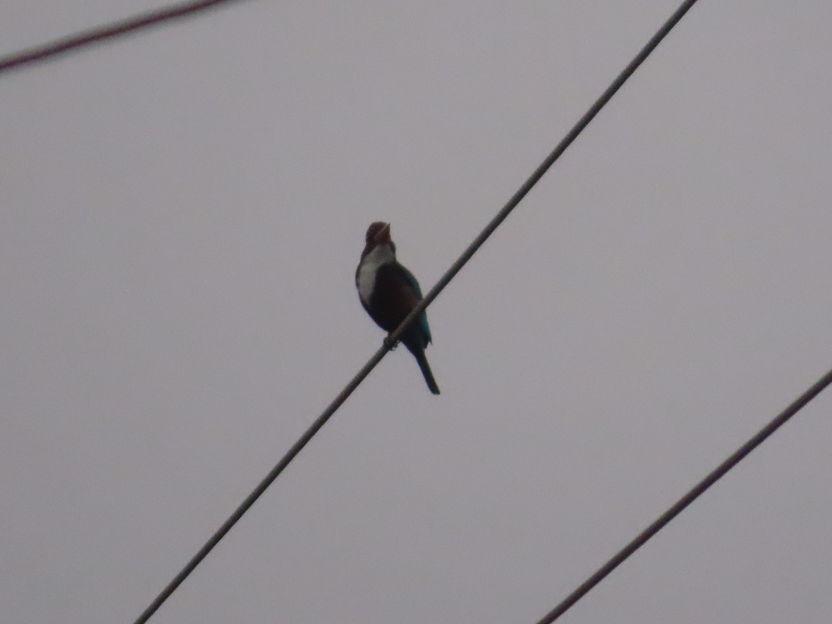 שלדג לבן-חזה - ML646020011