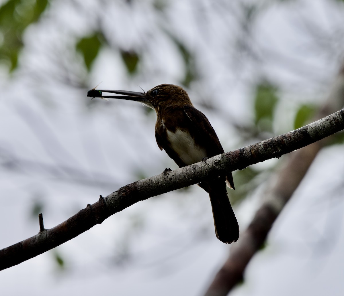Brown Jacamar - ML646020016