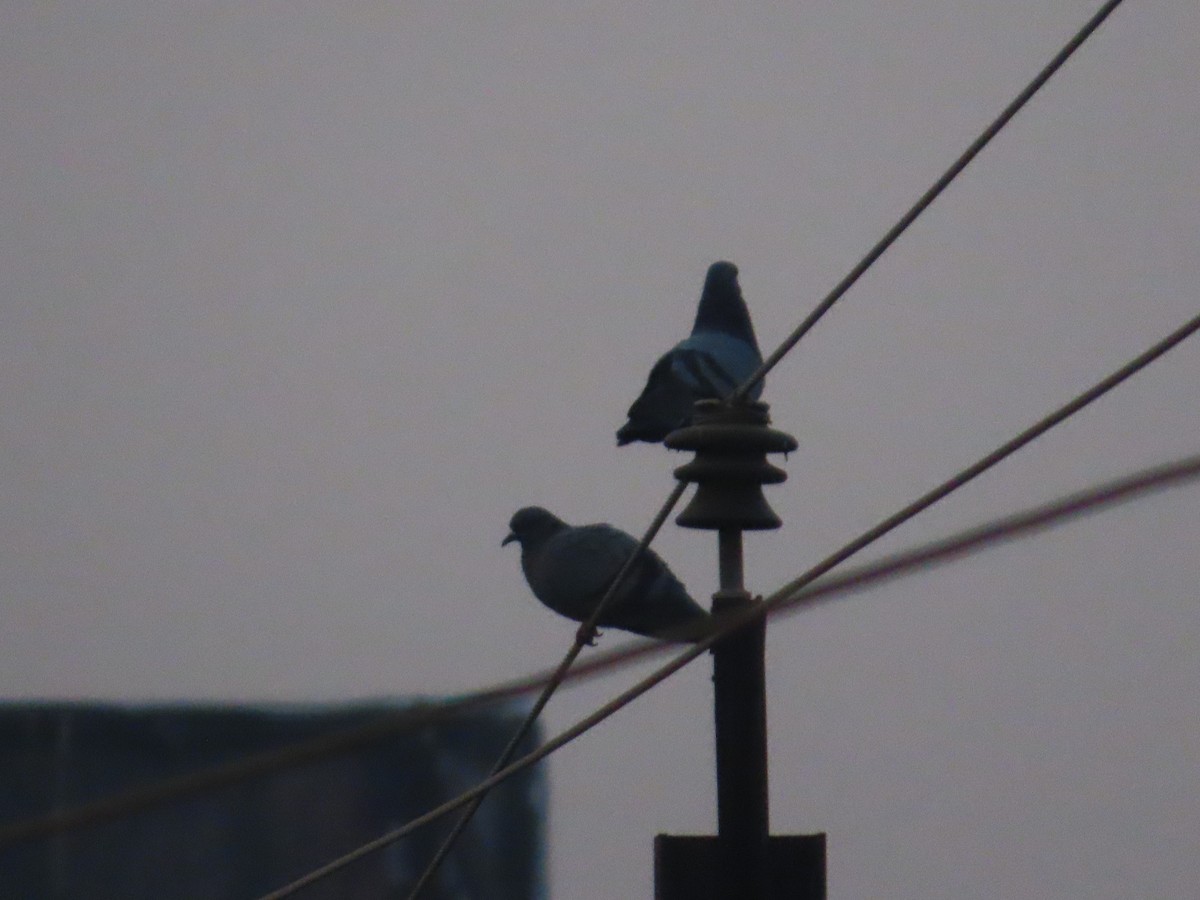 יונת בית - ML646020017