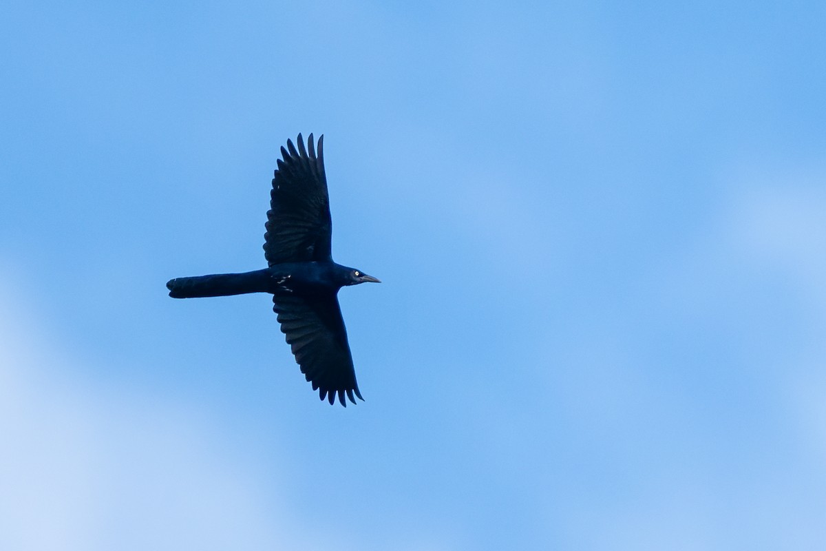 Great-tailed Grackle - ML646020018