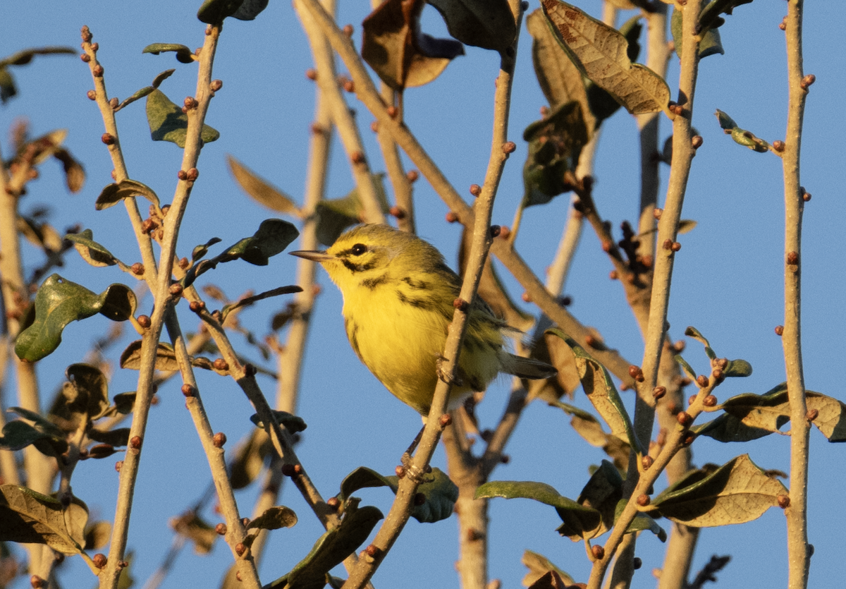 סבכון ערבות - ML646020019