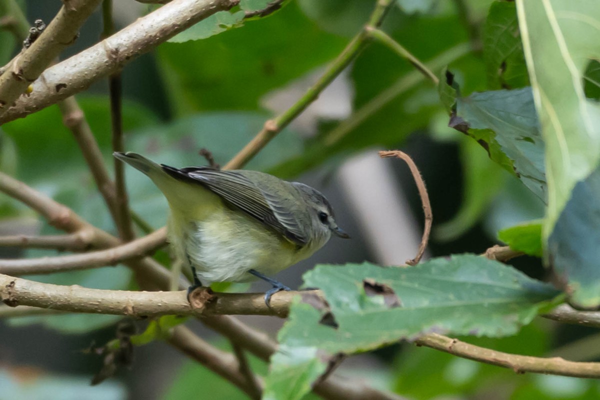 ויראו זיתני - ML646020020