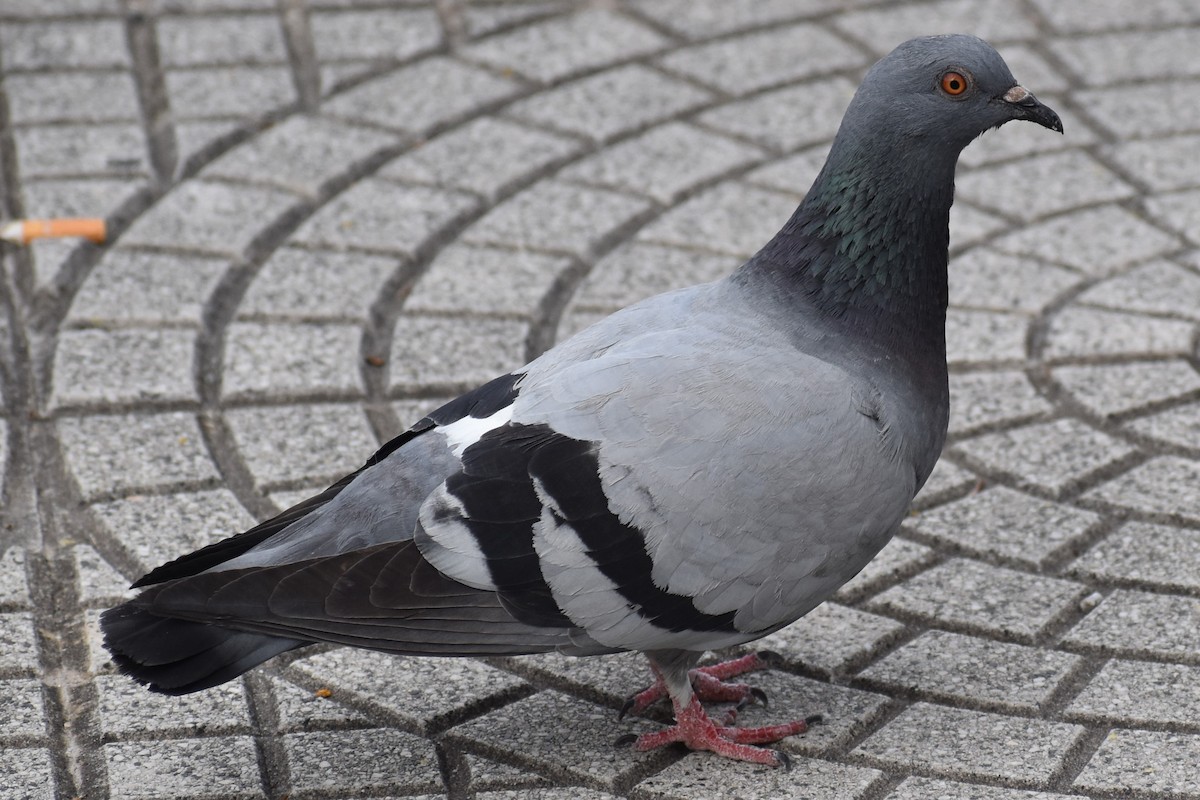 יונת סלעים - ML646020022