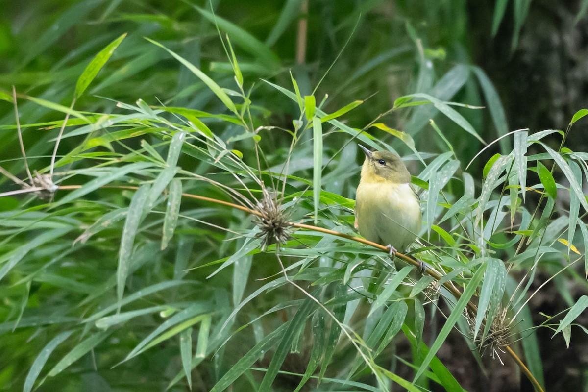 Tennessee Warbler - ML646020032