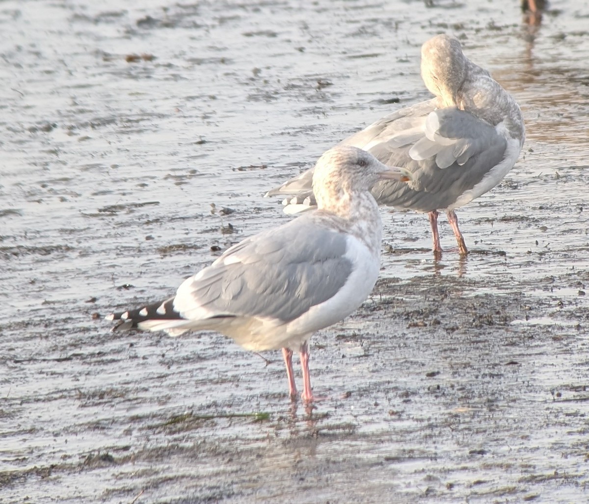 American Herring x Glaucous-winged Gull (hybrid) - ML646020038