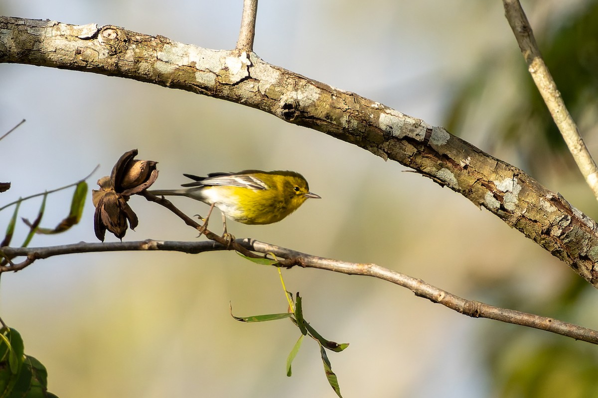 Kiefernwaldsänger - ML646020045