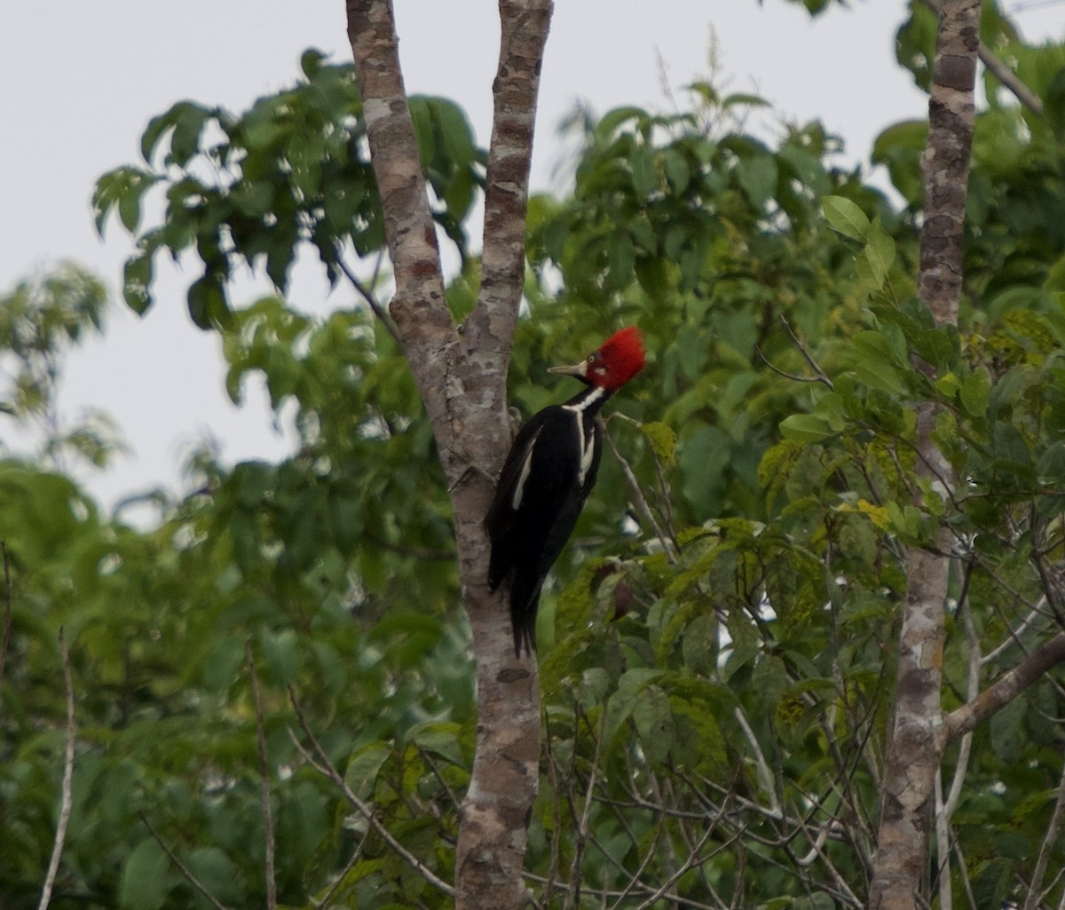 ハナジロエボシゲラ - ML646020049