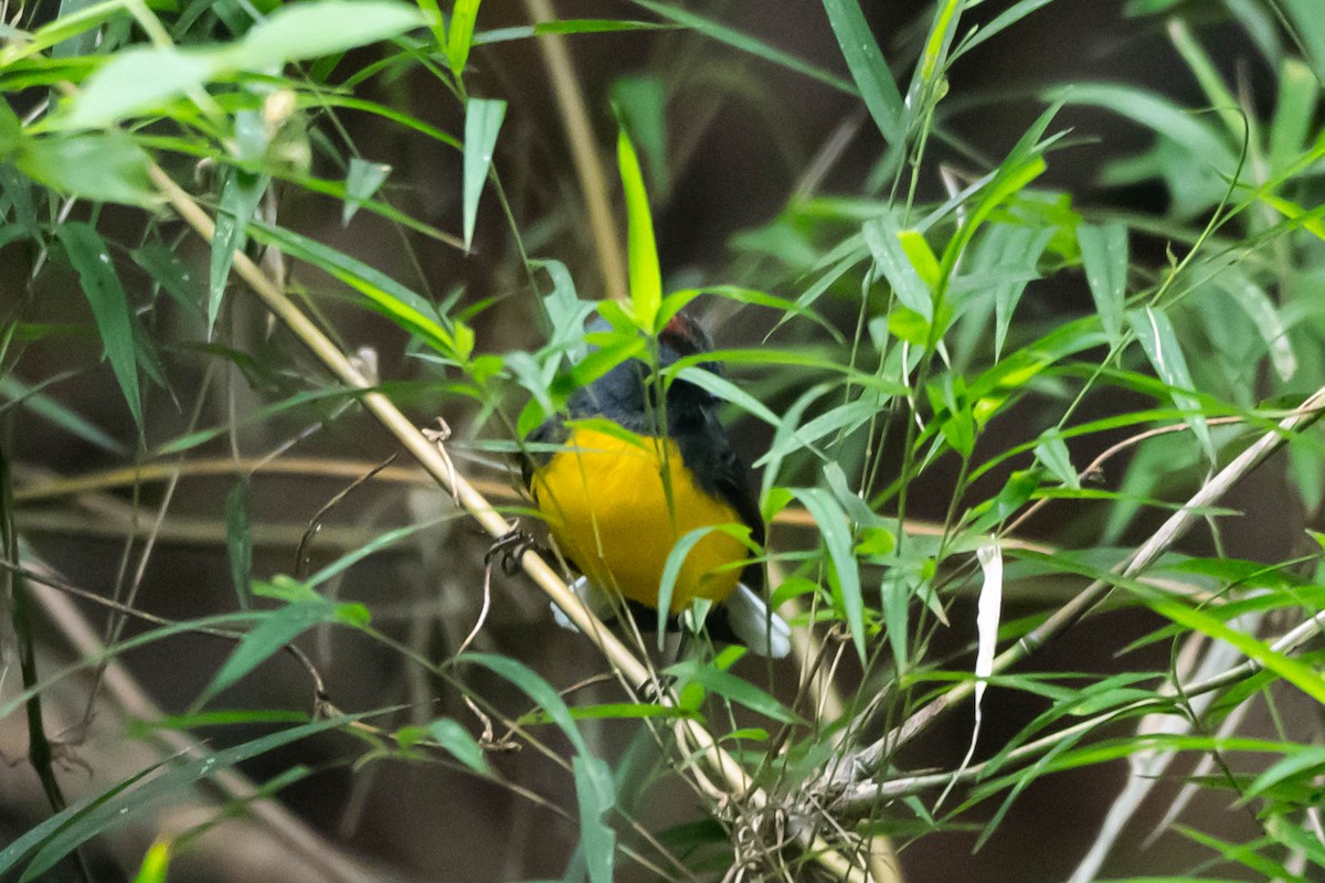 ベニイタダキアメリカムシクイ - ML646020051