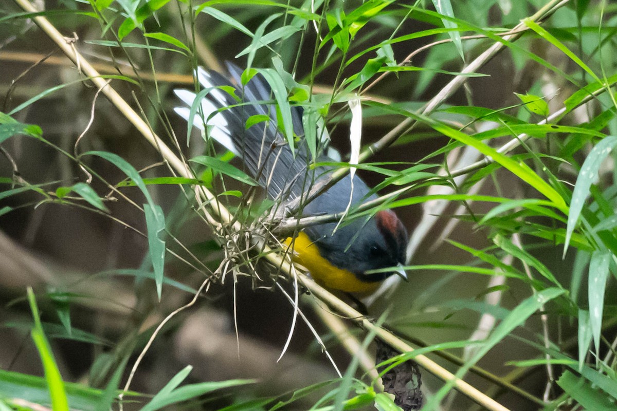 ベニイタダキアメリカムシクイ - ML646020052