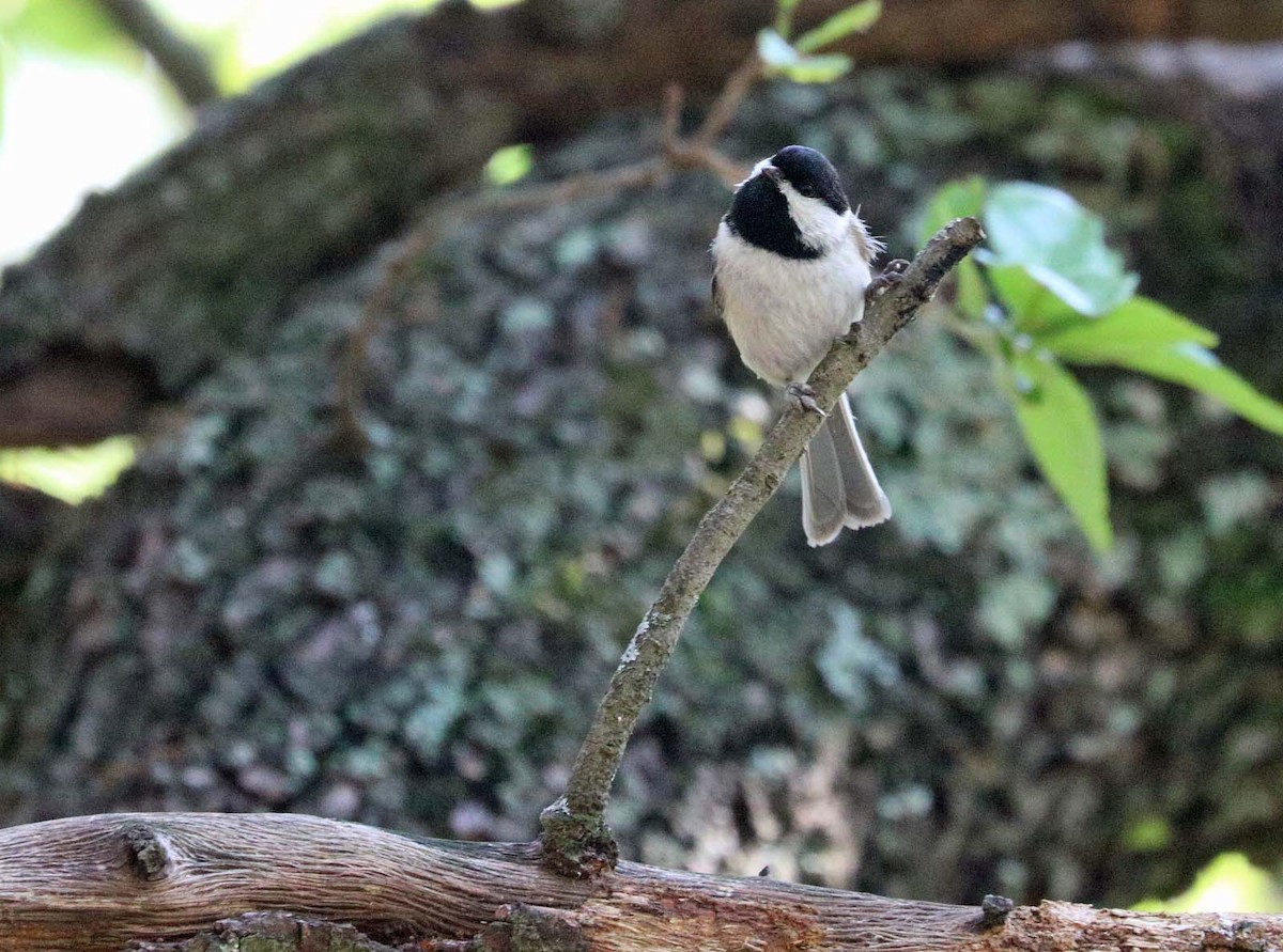 Каролинская гаичка - ML646020053