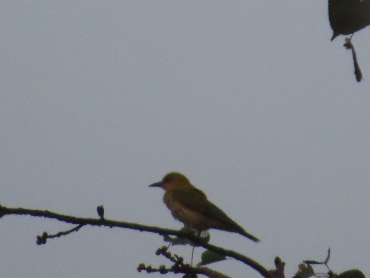 Indian Golden Oriole - ML646020057