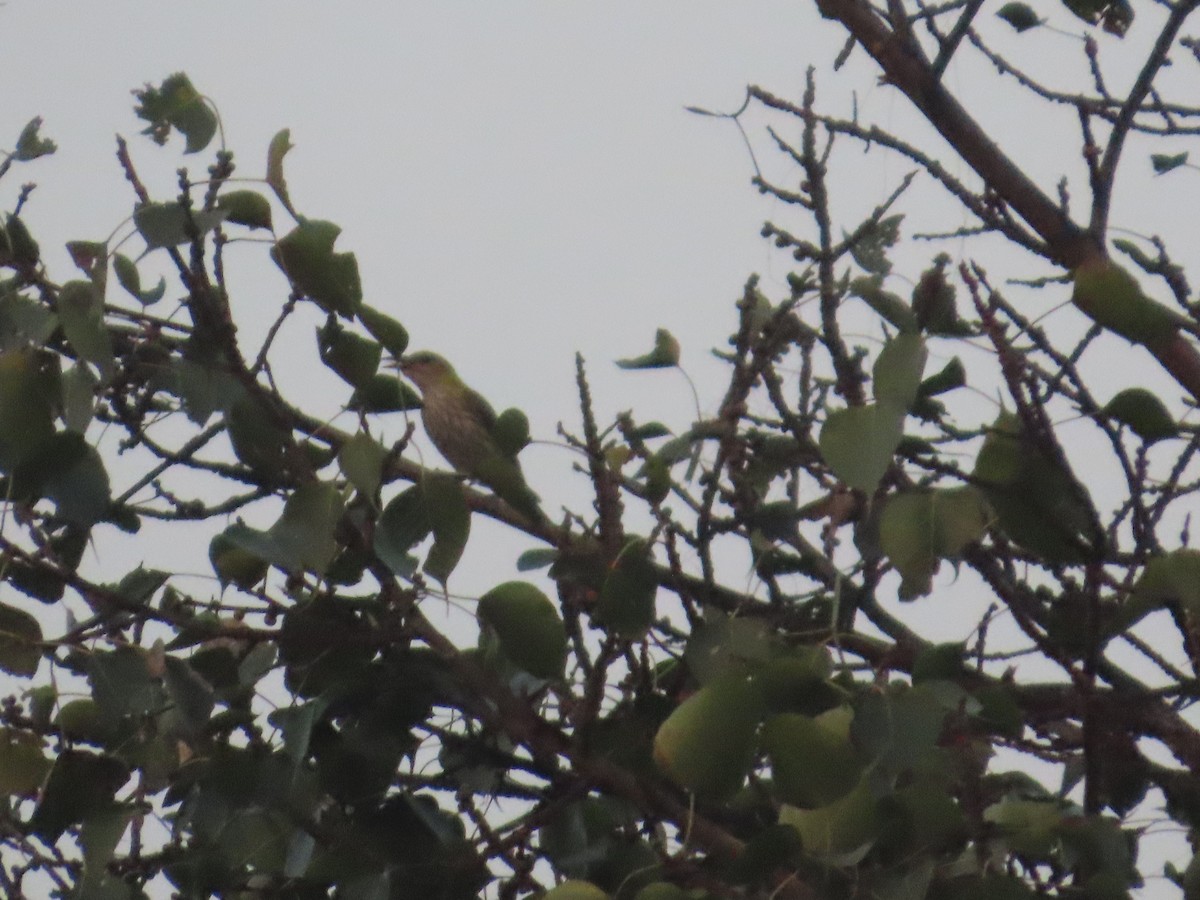 Indian Golden Oriole - ML646020058