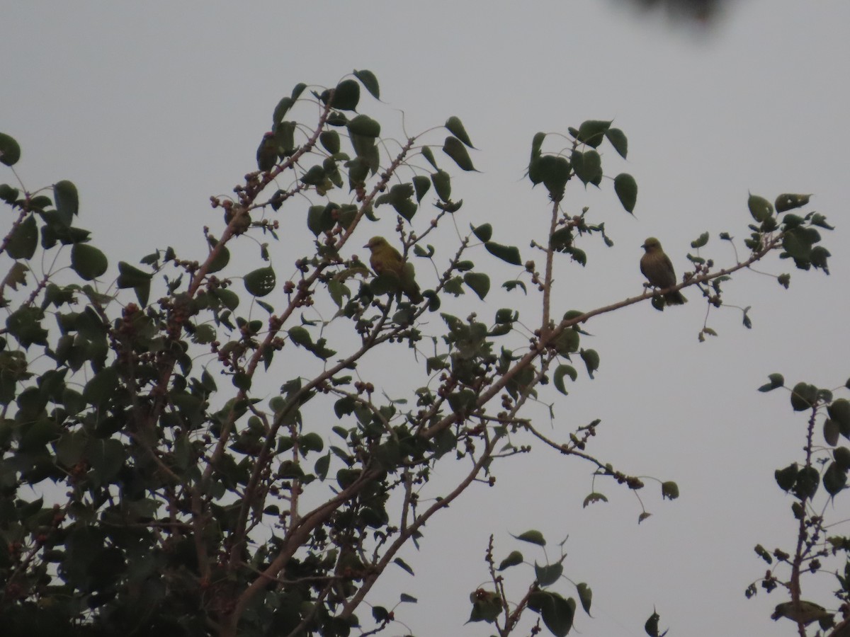 Indian Golden Oriole - ML646020059