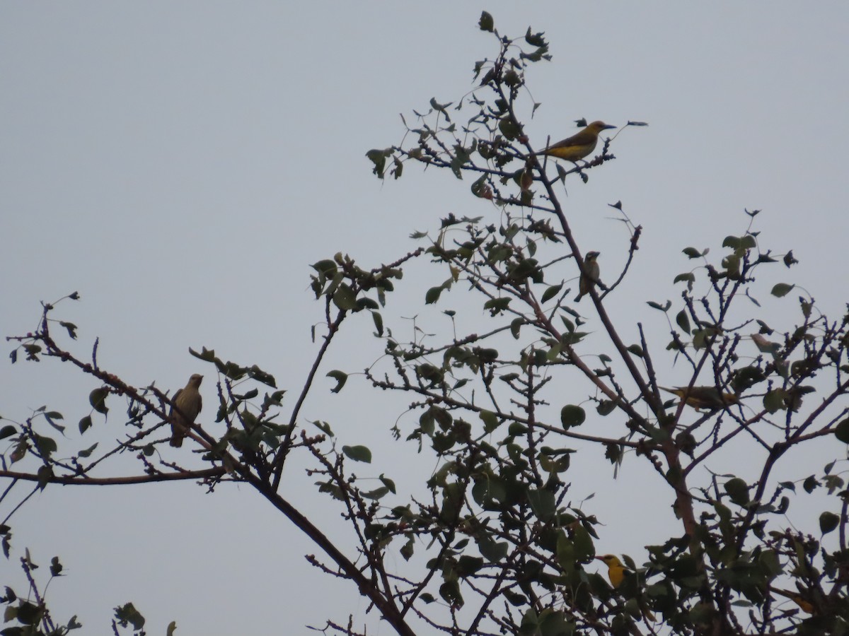 Indian Golden Oriole - ML646020060