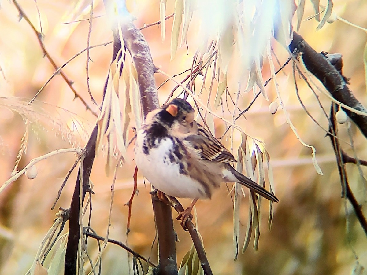 Harris's Sparrow - ML646020066
