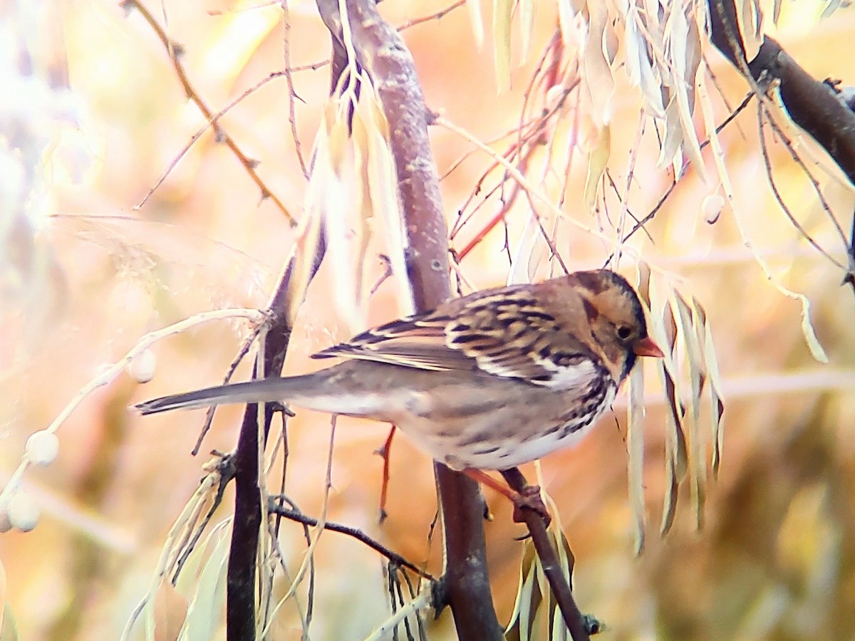 Harris's Sparrow - ML646020067