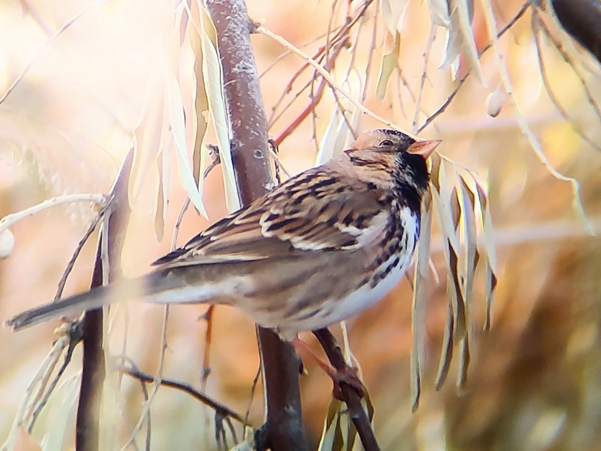Harris's Sparrow - ML646020068