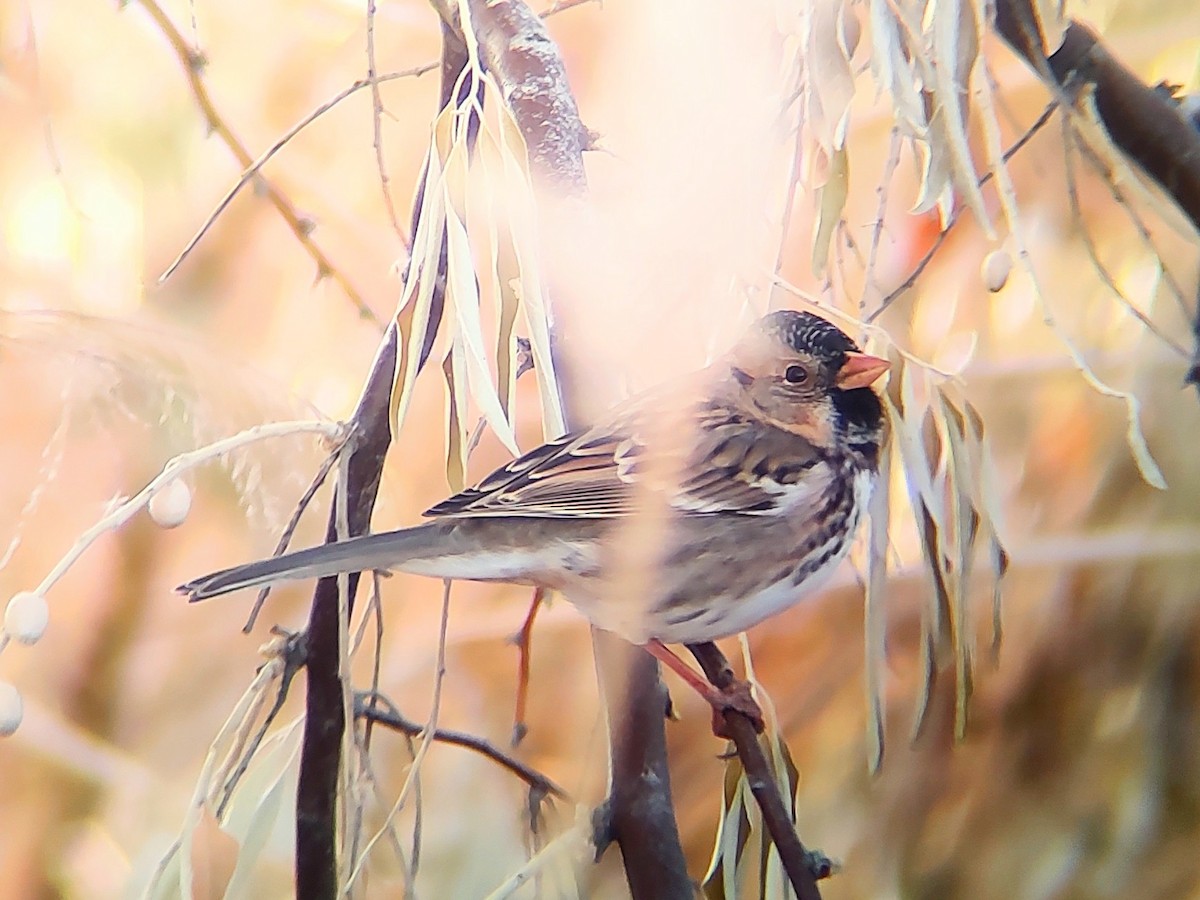 Harris's Sparrow - ML646020069