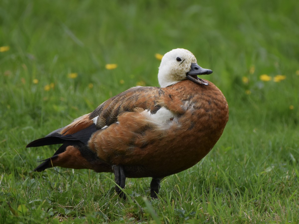 Tadorne de paradis - ML646020071
