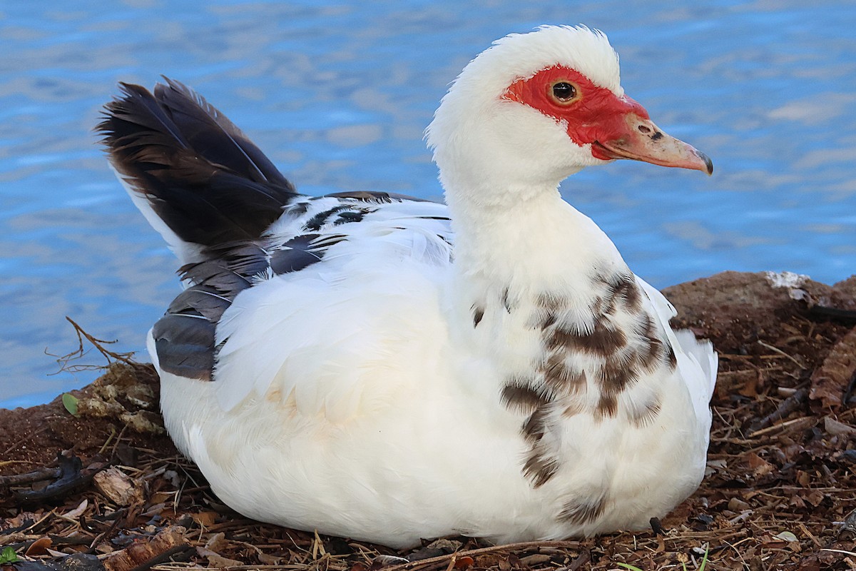 Canard musqué (forme domestique) - ML646020073