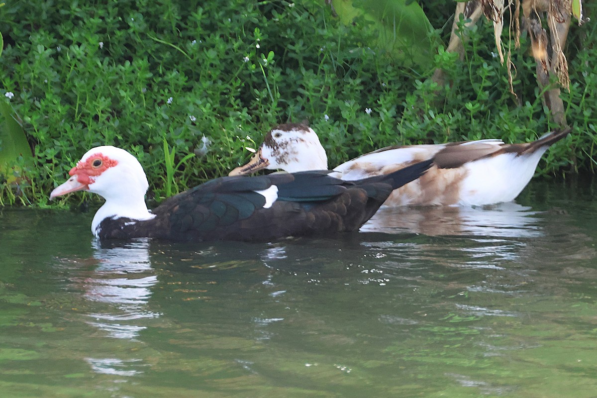 Canard musqué (forme domestique) - ML646020074