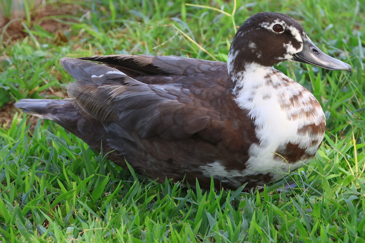 Canard musqué (forme domestique) - ML646020075