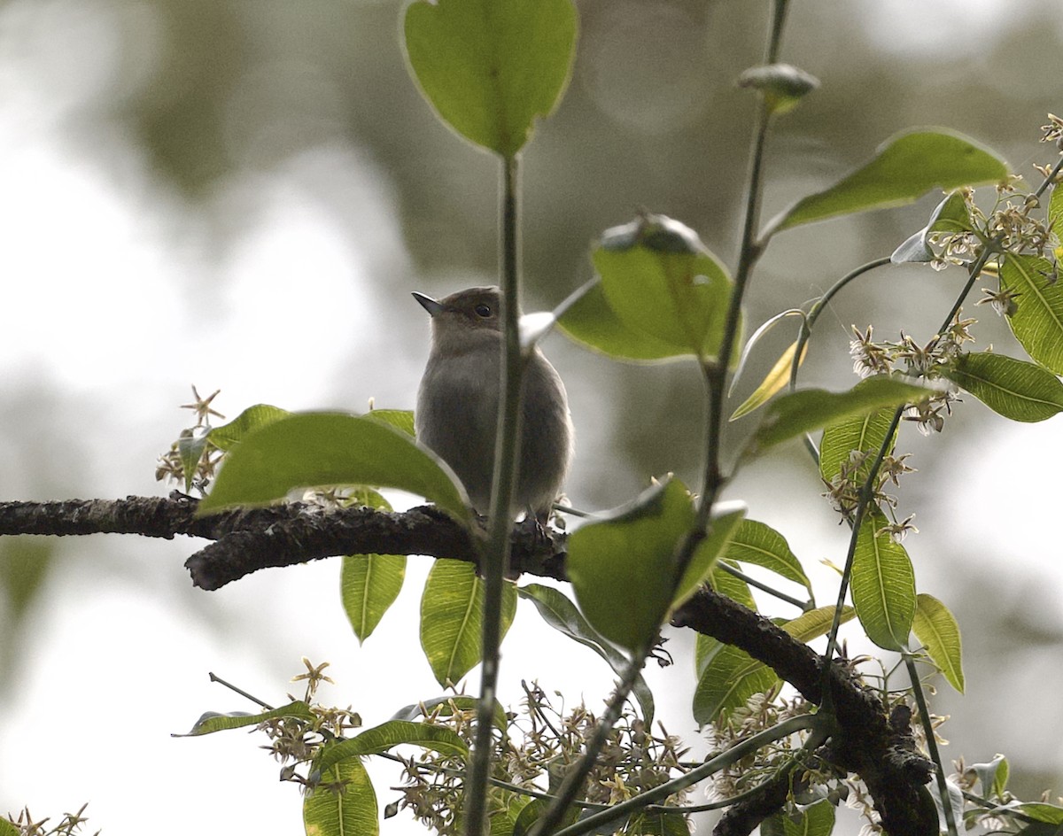 Gobemouche pie - ML646020077