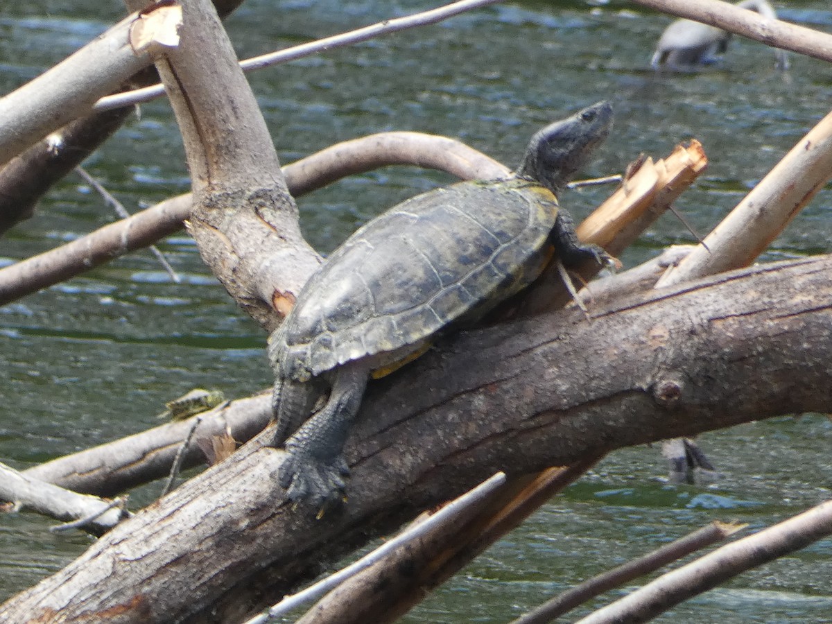 Reptiles - ML646020078