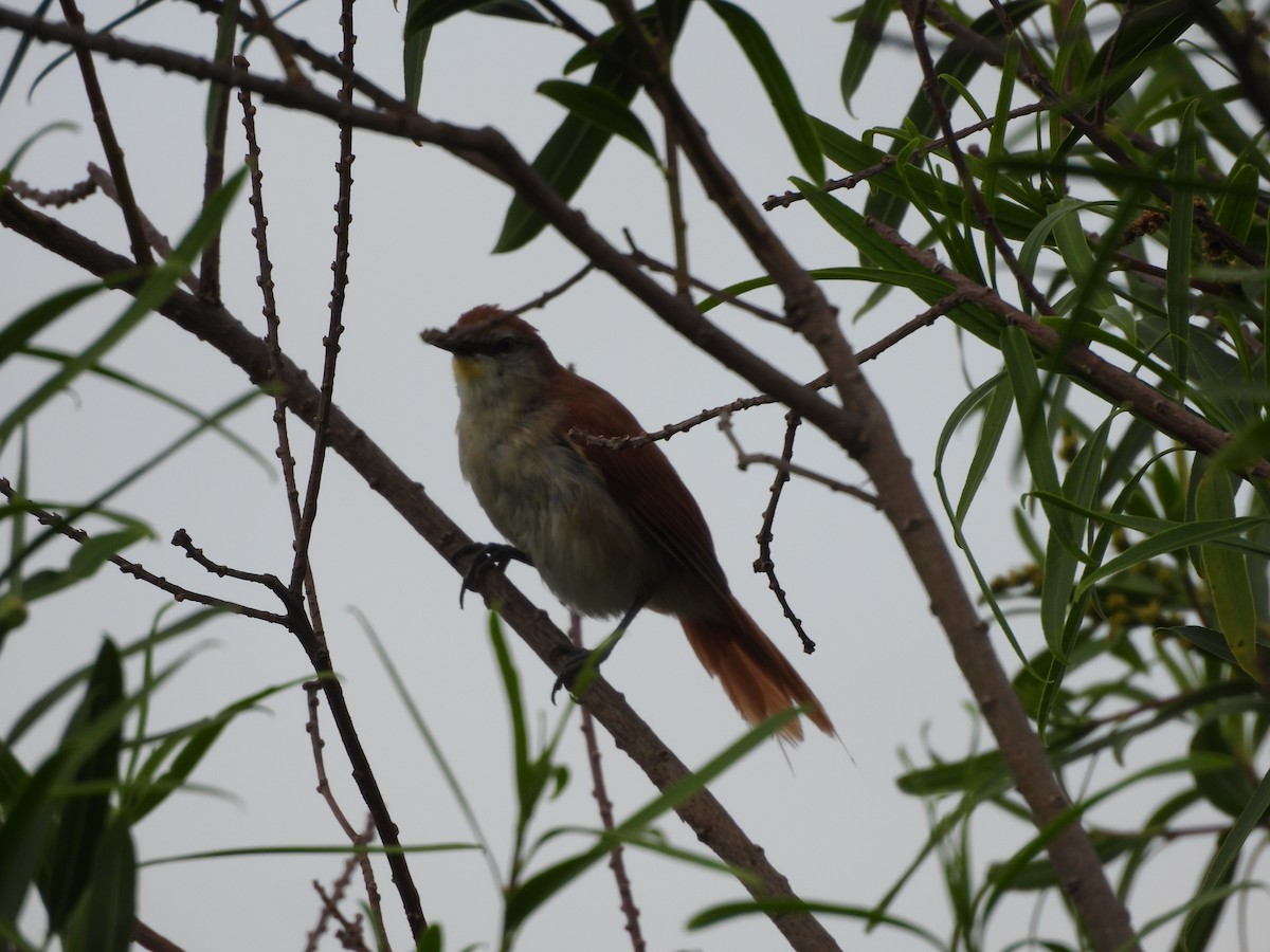 Synallaxe à gorge jaune - ML646020079