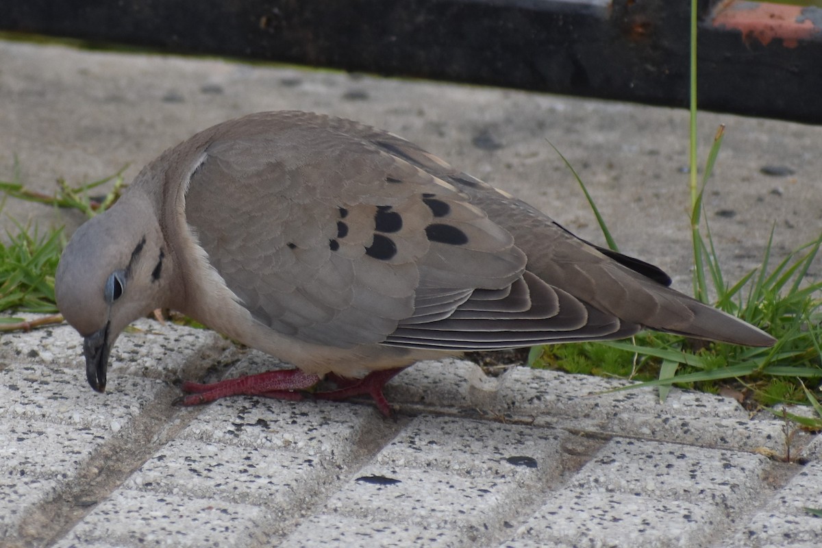 Tourterelle oreillarde - ML646020080