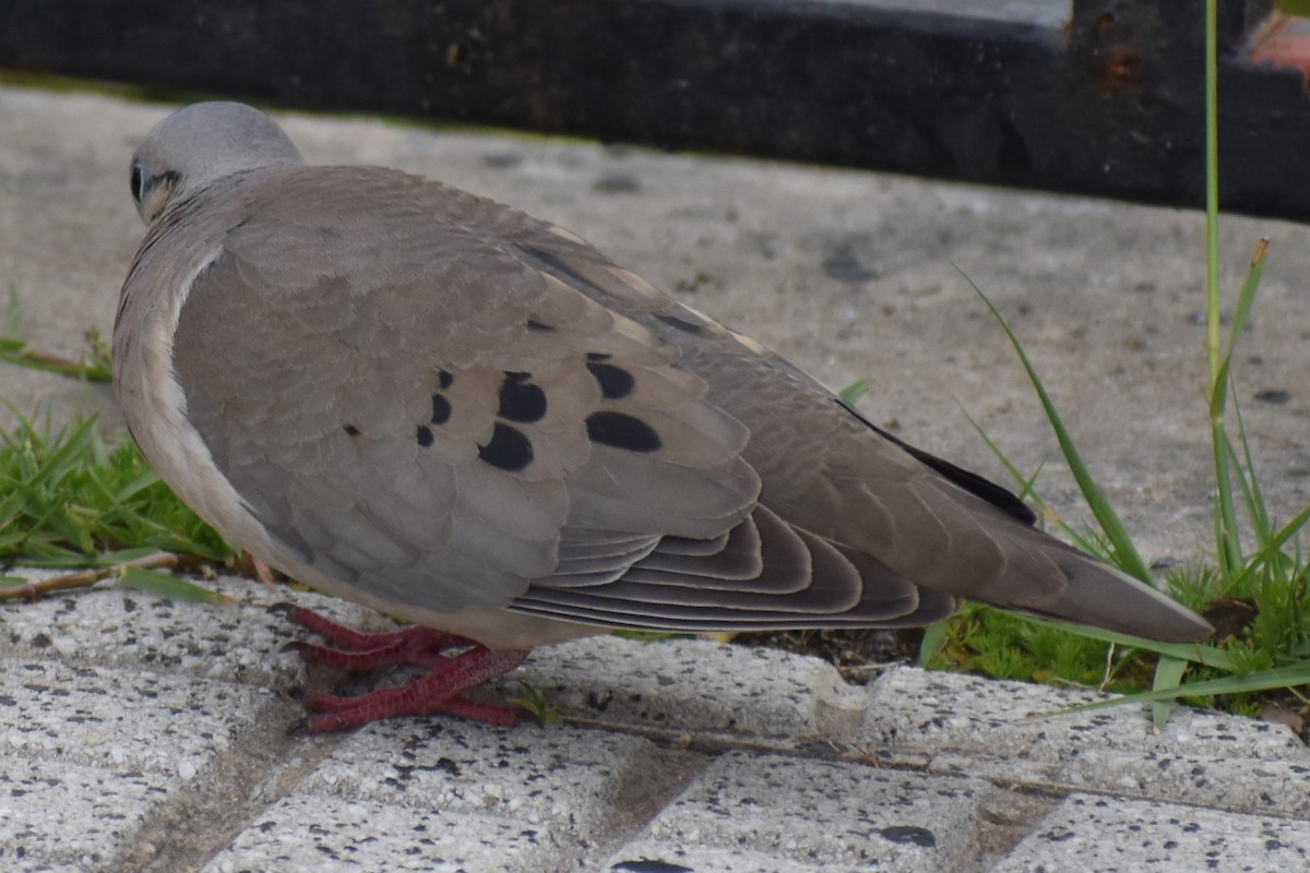 Tourterelle oreillarde - ML646020081