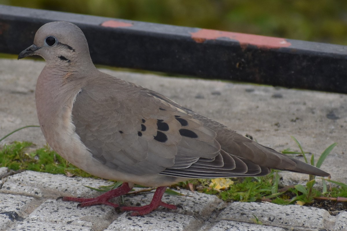 Tourterelle oreillarde - ML646020082