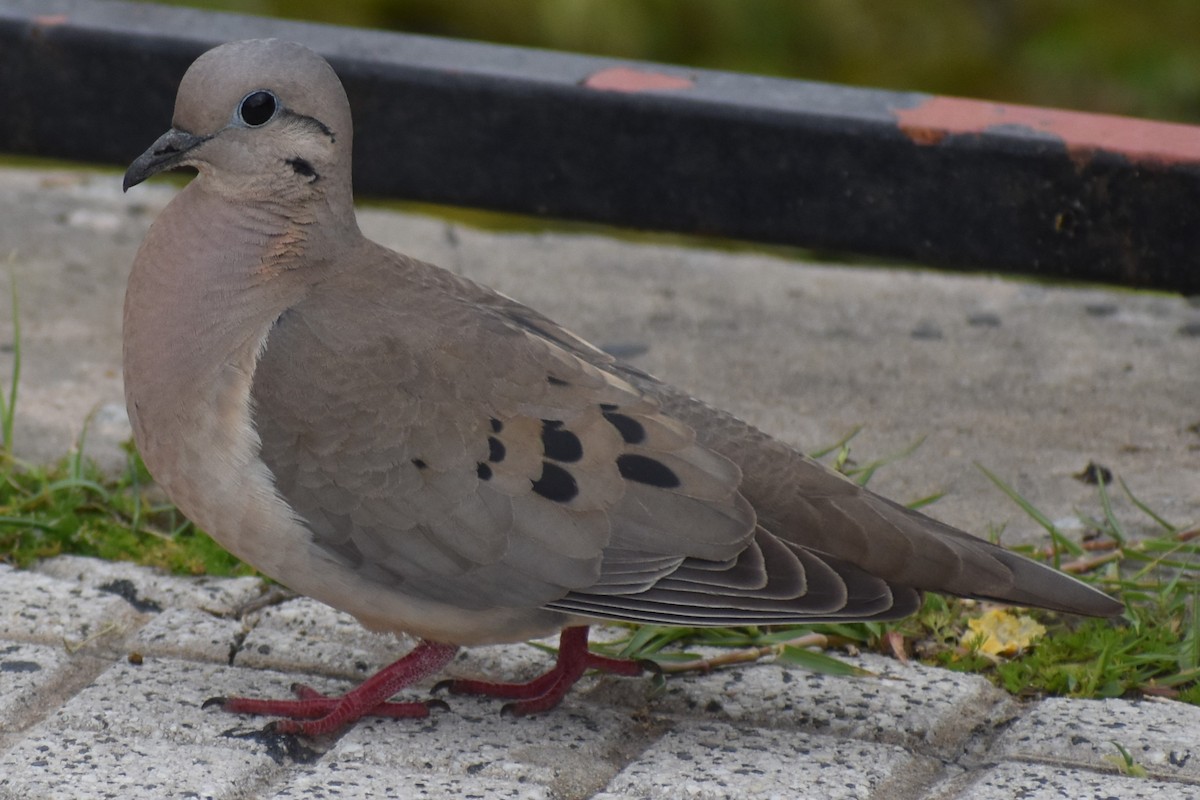 Tourterelle oreillarde - ML646020083