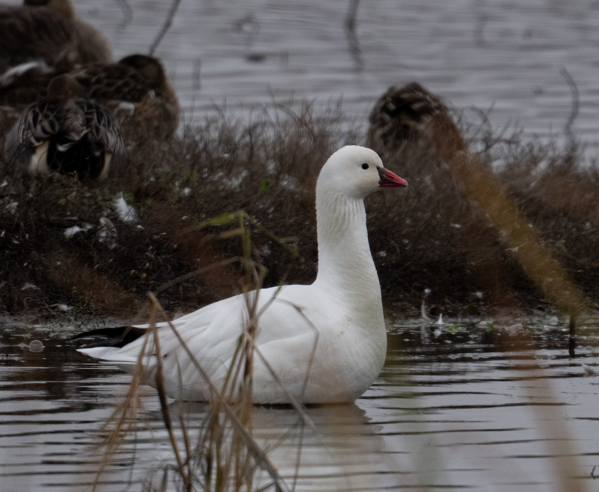 Oie de Ross - ML646020085