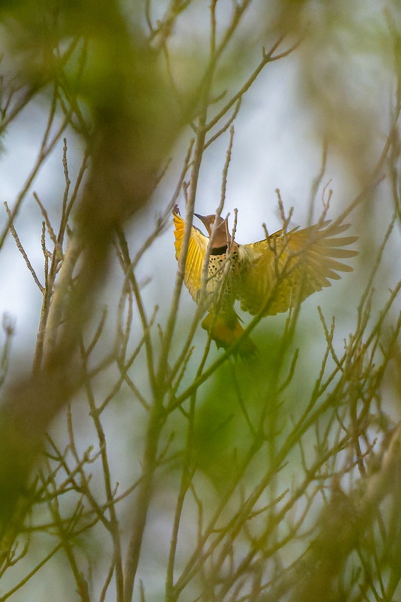 Pic flamboyant - ML646020086