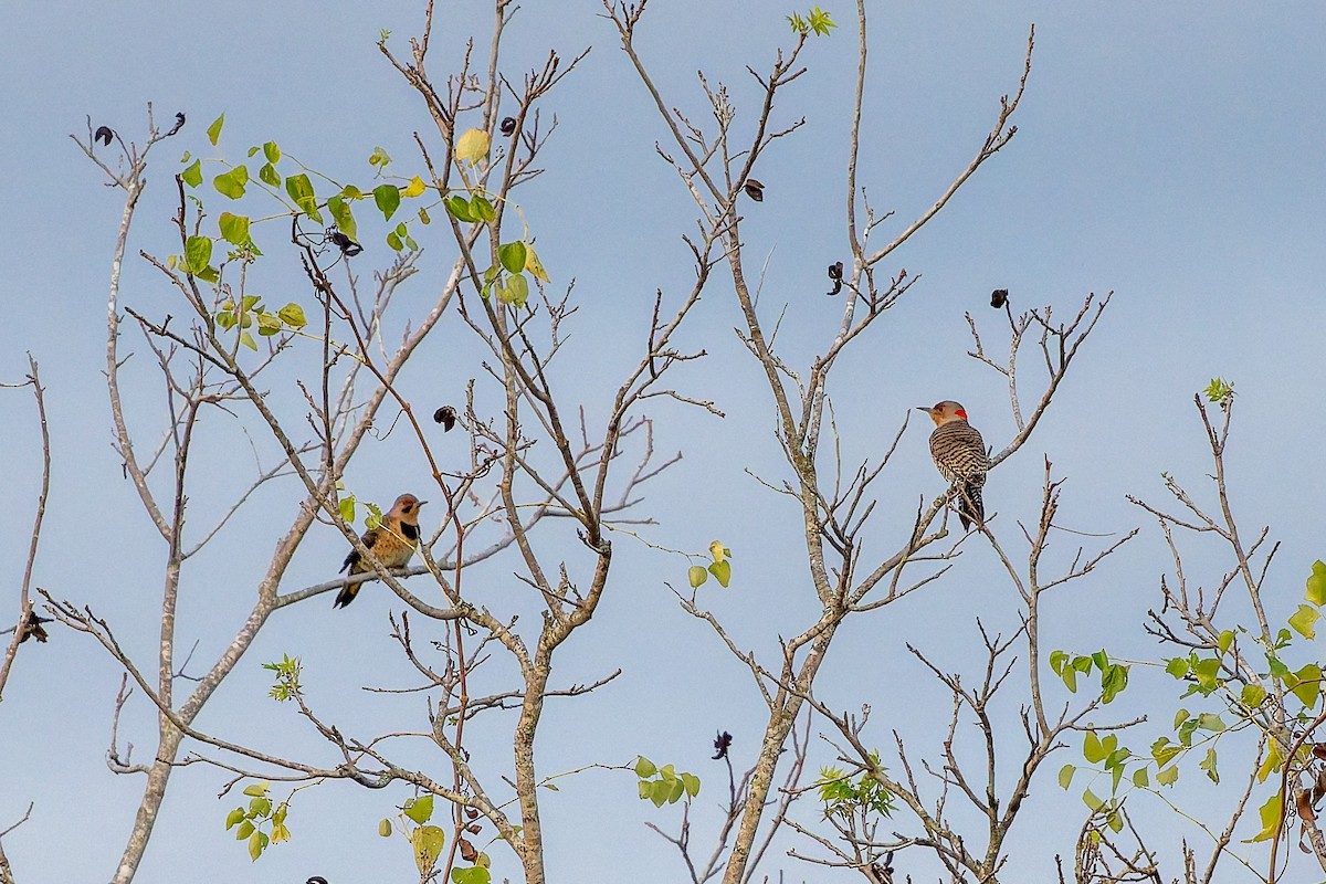 Pic flamboyant - ML646020087