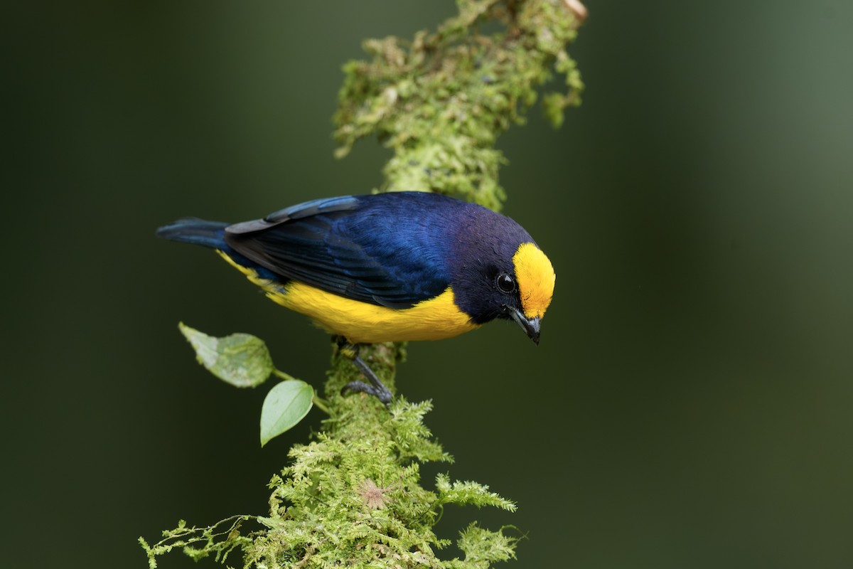 Organiste à ventre orange - ML646020088