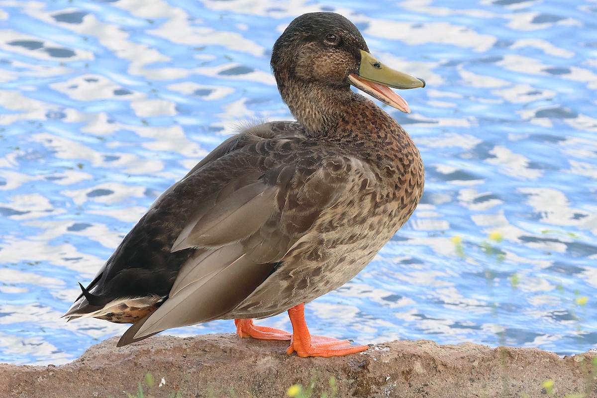 Canard des Hawaï ou C. colvert - ML646020089