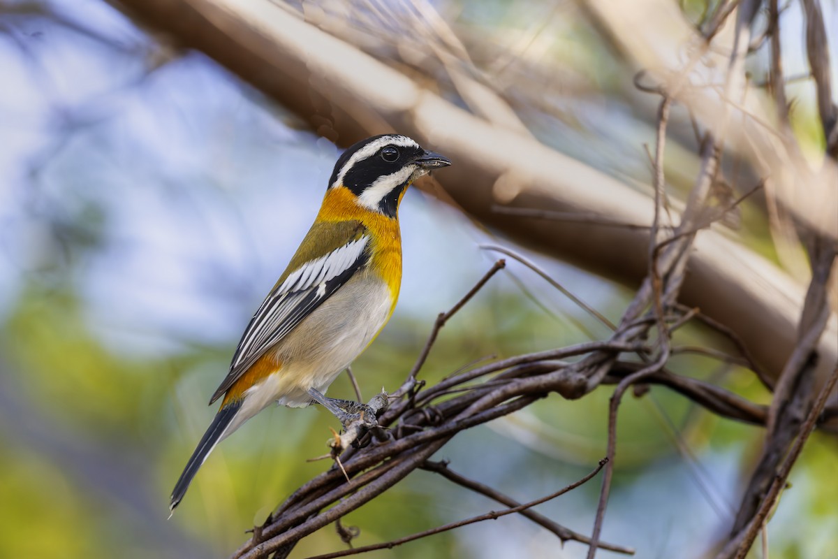 Western Spindalis (Cuban) - ML646020092