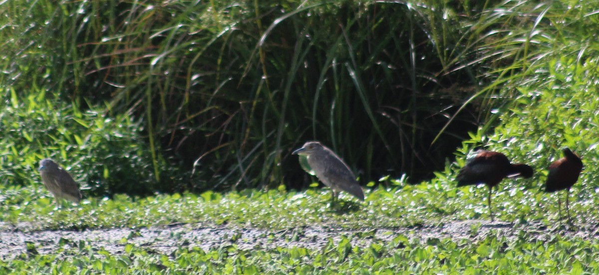 Bihoreau gris - ML646020093