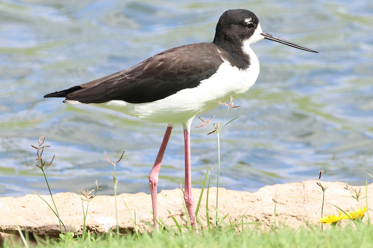 Échasse d'Amérique - ML646020094