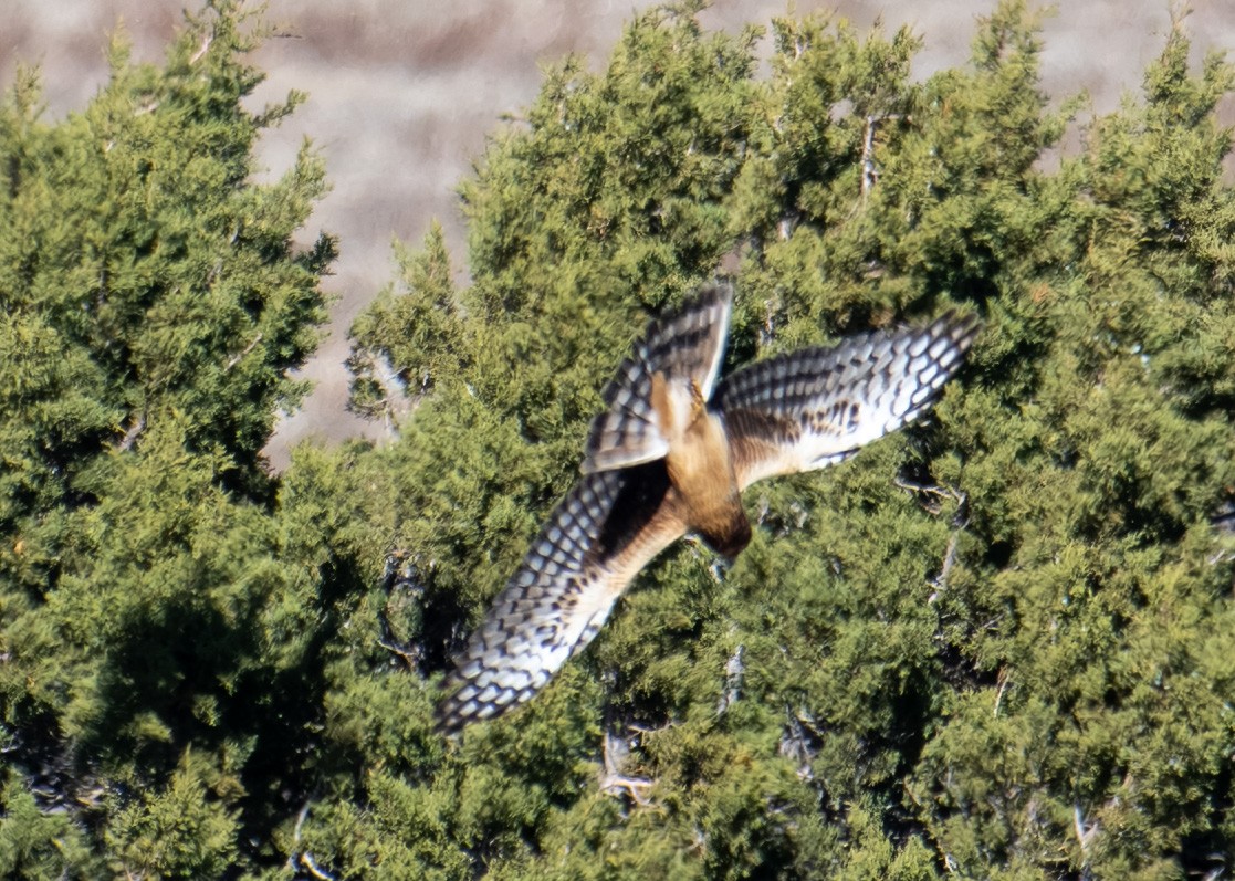 Busard des marais - ML646020095