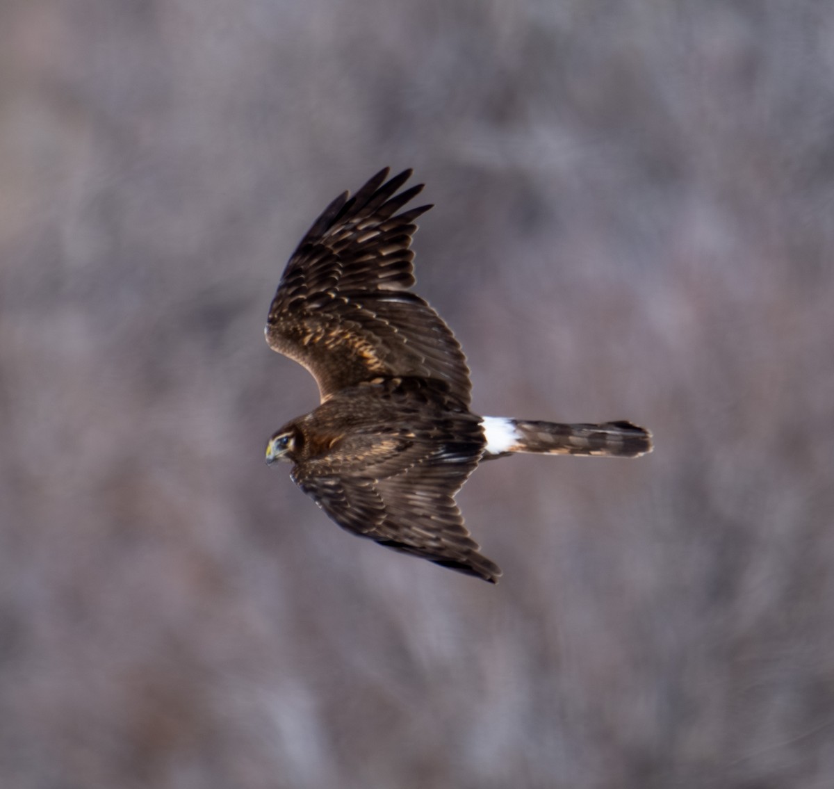 Busard des marais - ML646020096